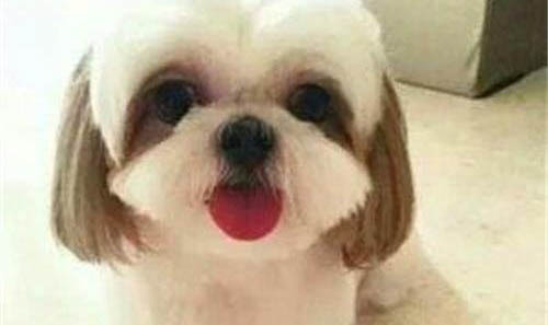 西施犬體外驅蟲多久一次