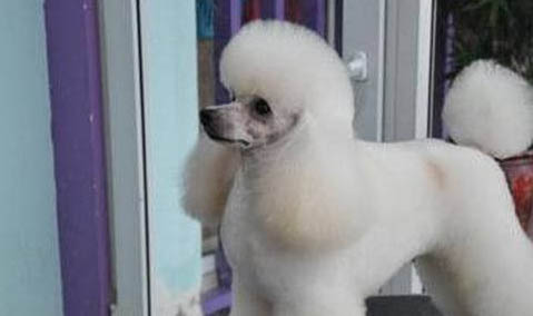 貴賓犬只認一個主人可以嗎
