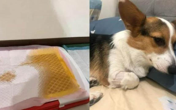 狗狗什么時候可以打疫苗