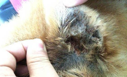 松獅犬鼻子出血的原因及處理方法