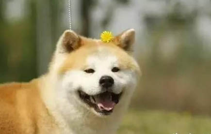 如何分辨豆柴和柴犬