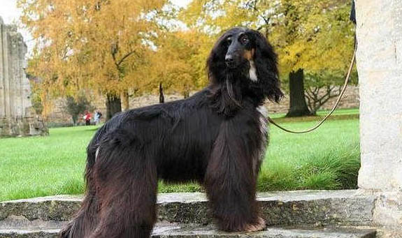 阿富汗獵犬為什么被禁養？