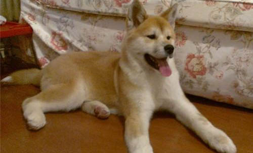 秋田犬和柴犬哪個好？