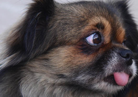 川東獵犬幼犬哪里有賣