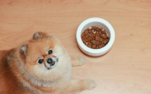 狗狗得了黃疸能活多久