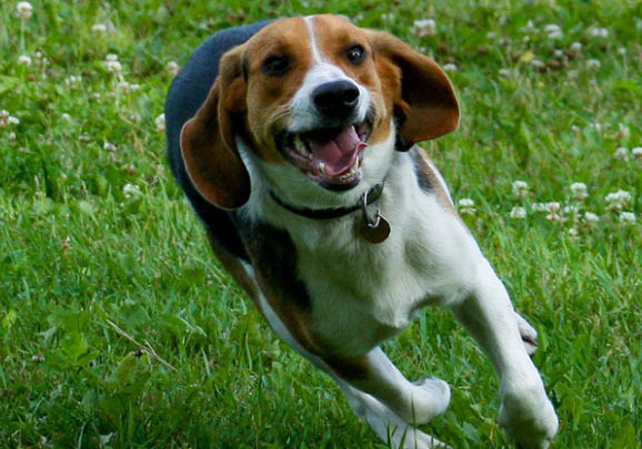 附近哪里有賣比格犬