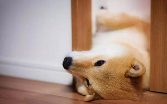 秋田犬和柴犬的區(qū)別有哪些