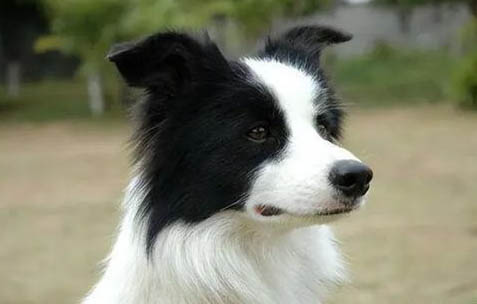 邊境牧羊犬最聰明的狗