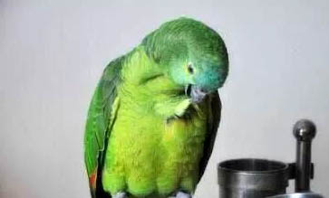 玄鳳鸚鵡拉綠色的屎的原因