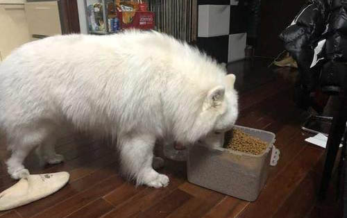 薩摩耶犬可以長到多大