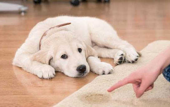 狗聽得懂人類說話嗎