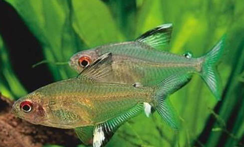 陶瓷魚缸古法養魚