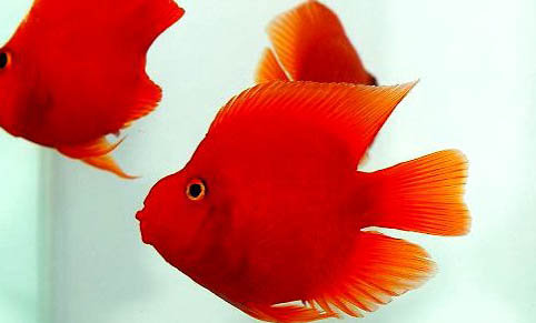 接吻魚可以和虎皮魚混養(yǎng)嗎