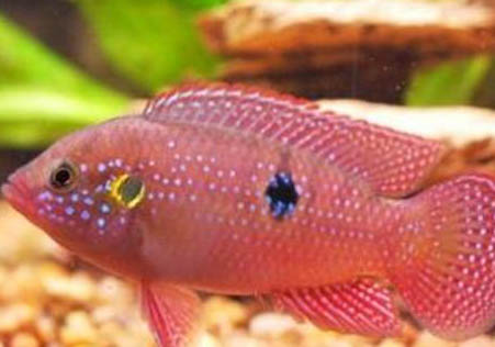 紅寶石魚(yú)如何分公母？