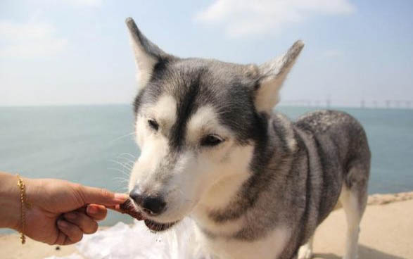 狗狗體外驅(qū)蟲多久可以洗澡