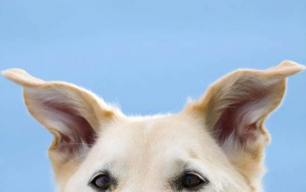 狗狗脂溢性皮炎癥狀