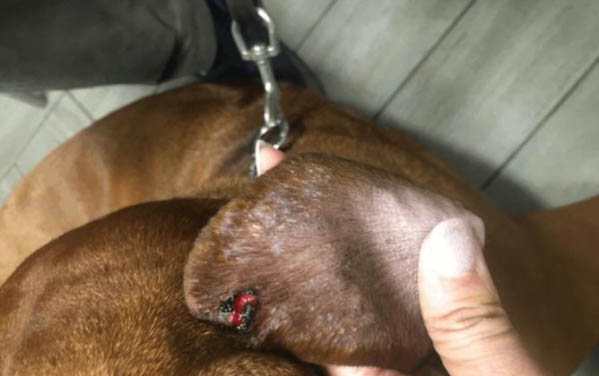 撓狗狗的哪個部位會癢