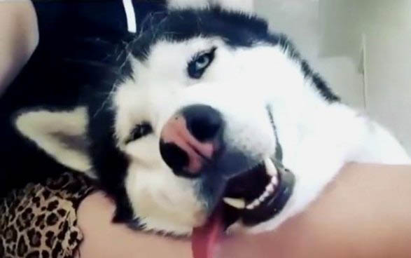 狗狗怎樣定點大小便