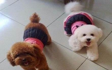 狗狗懷孕會厭食嗎