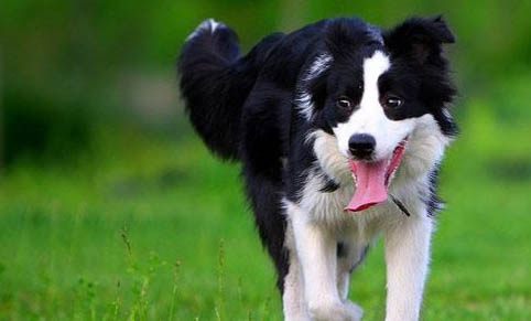 牧羊犬為什么會放羊？