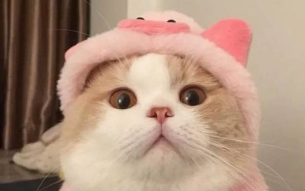 請問小貓拉肚子可以吃蒙脫石散嗎