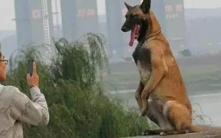 小狗能吃櫻桃嗎