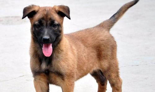 什么馬犬好