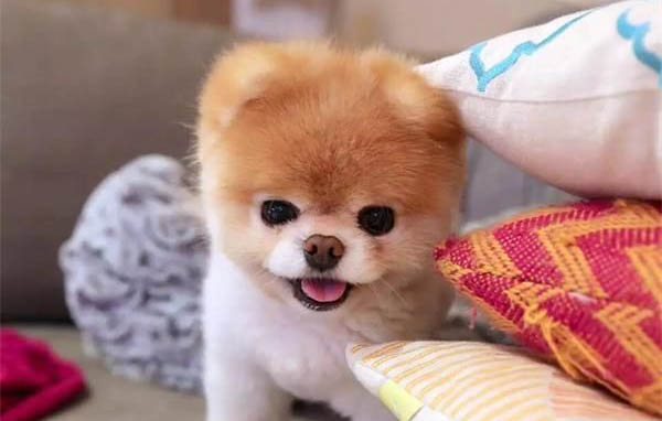 狗狗能吃生雞蛋嗎