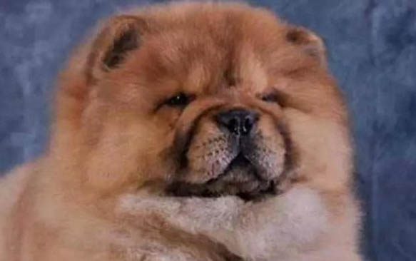 松獅犬吐白色粘稠液體的原因及處理方法