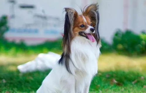 蝴蝶犬需要補(bǔ)鈣嗎