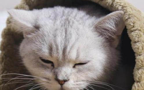 剛出生的小貓可以喝牛奶嗎?