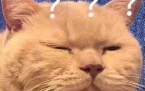貓能吃方便面嗎？