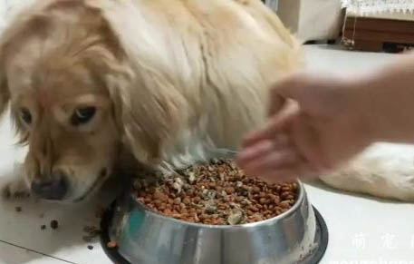 狗狗為什么喜歡吃生豬肝