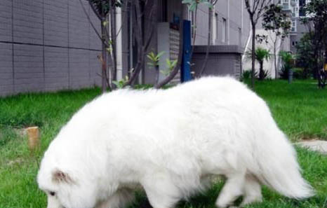 如果狗狗得了狂犬病會有哪些癥狀