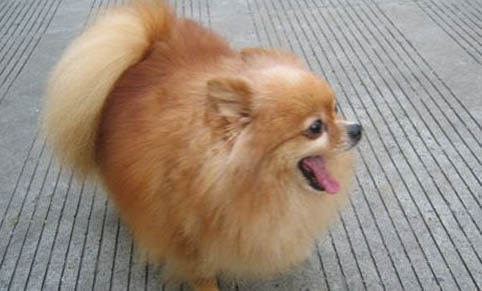 狗狗懷孕如何流產