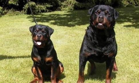 土佐犬和羅威納哪個厲害