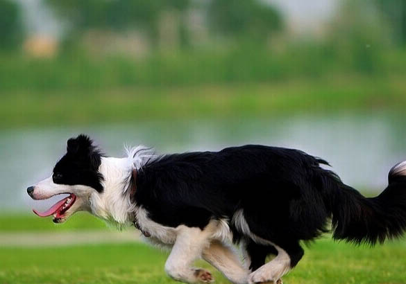 邊境牧羊犬價格多少錢一只
