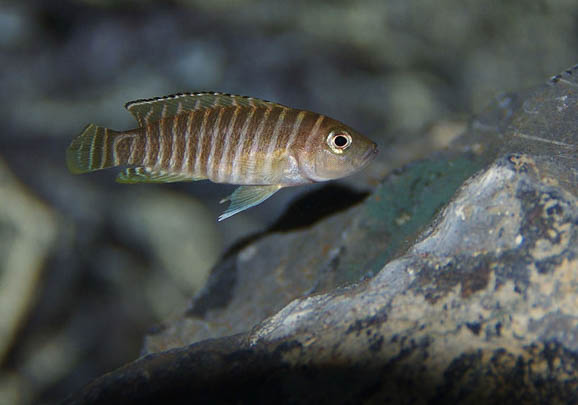 斑馬狗頭魚能活幾年？