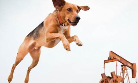 美國獵狐犬性格