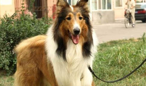 牧羊犬價格多少錢一只