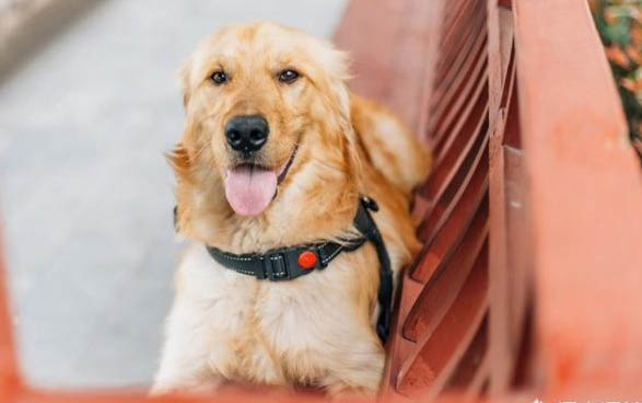 比熊犬的價格多少錢一只