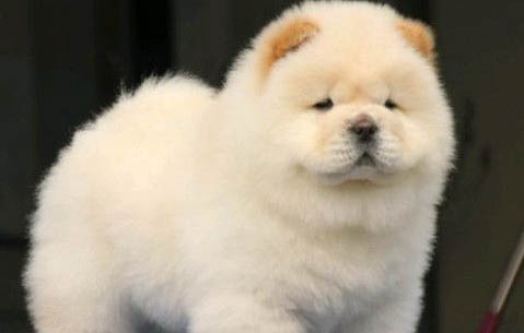 松獅犬例假多久后能洗澡