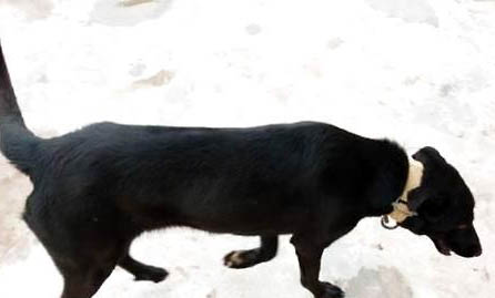 黑狼犬能長多大?