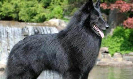 邊境牧羊犬性格特點(diǎn)是什么