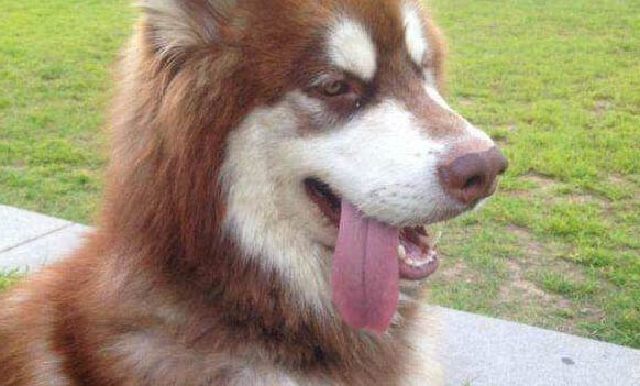 狗生死胎的四種原因及處理方法