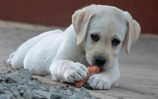 腸胃型犬瘟多久可以好