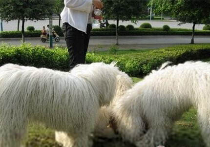 可蒙犬為什么不愛吃東西？處理方法和注意事項