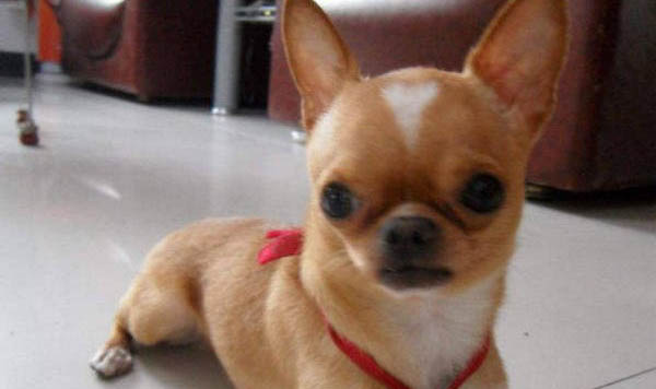 吉娃娃和小鹿犬哪個好