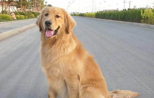 金毛得犬瘟多久可以治好
