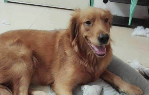 為什么狗狗會打架